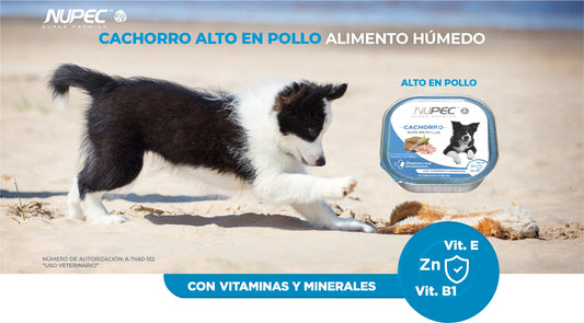 NUPEC CACHORRO HUMEDO